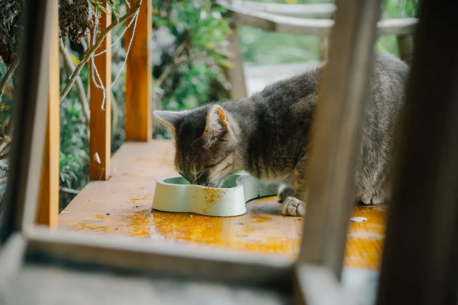 Cat eating from its bowl — how many calories does your cat need