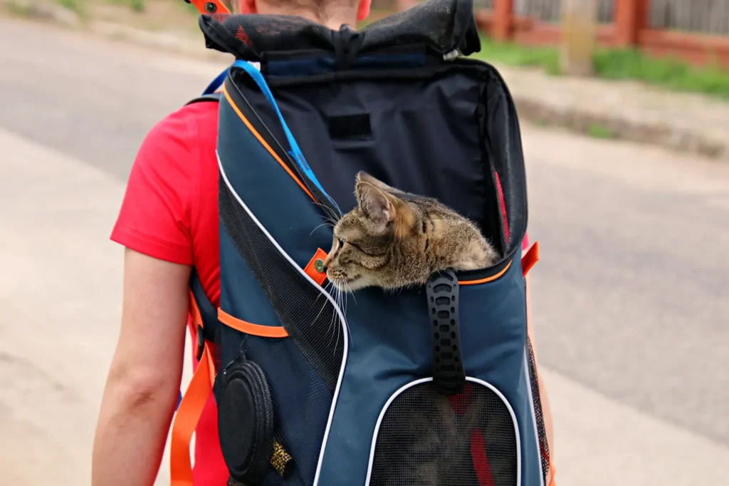 How To Keep Your Cat Pet Safe 14 Cat in a carrier — safe transport to the vet