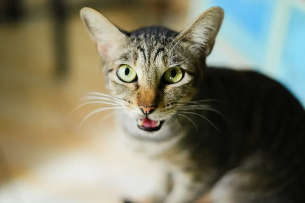 Cat chattering at birds — the hunting sound