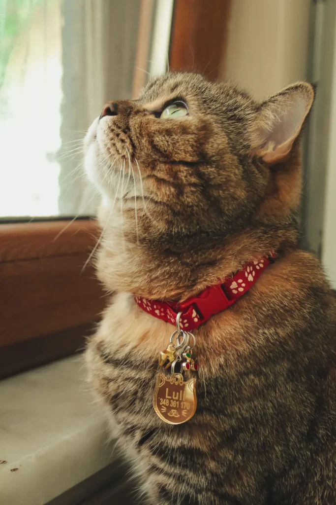 How To Keep Your Cat Pet Safe 12 Cat wearing a breakaway collar — ID for indoor cats too