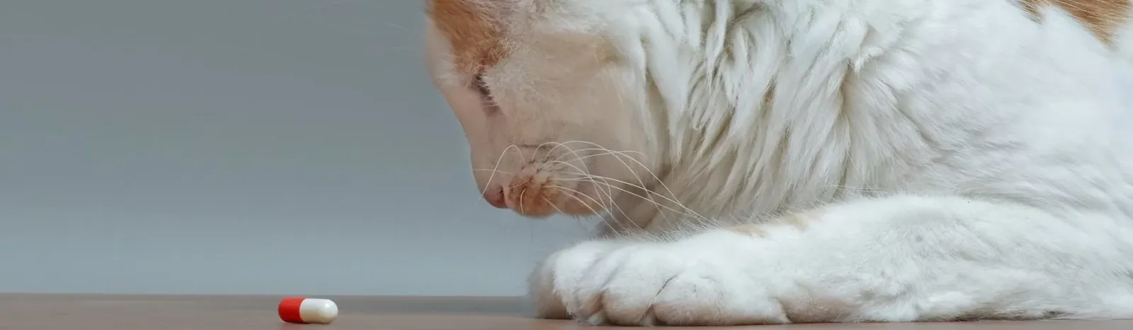 Pet Insurance for Cats With Chronic Conditions (2026) 13 Cat receiving daily medication for a chronic condition