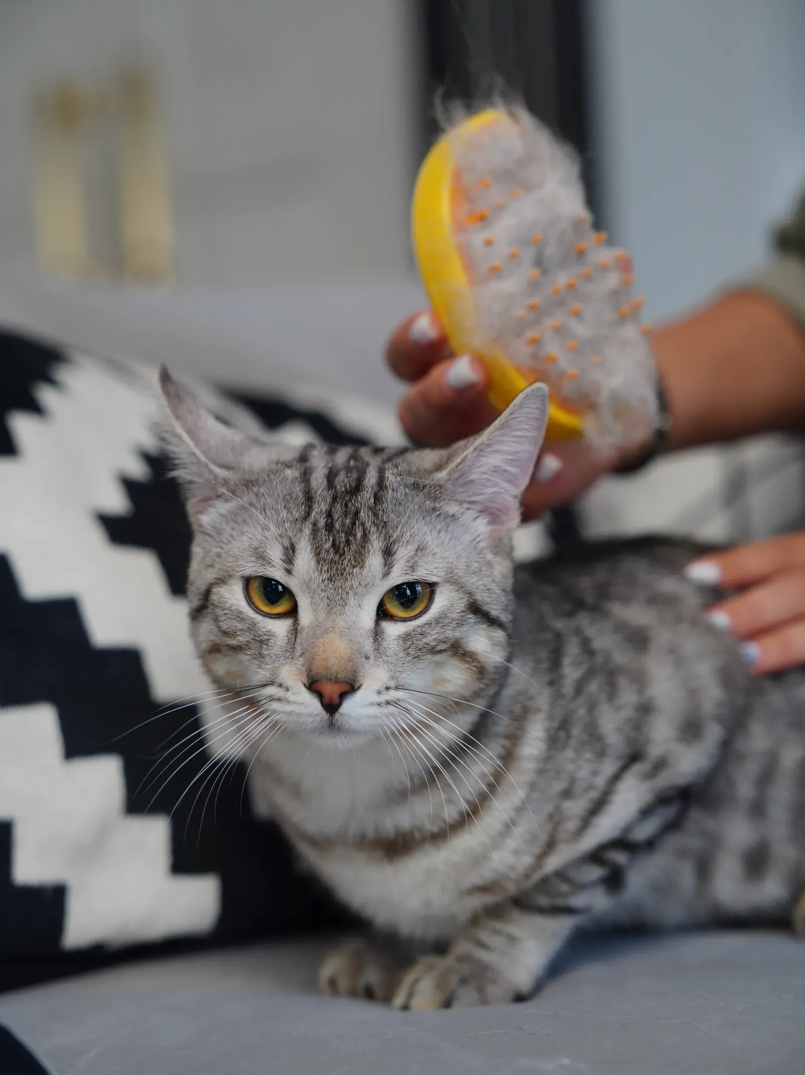 Cat Hairball Remedies: 7 Fixes That Work 12 Deshedding brush for cat hairball remedies