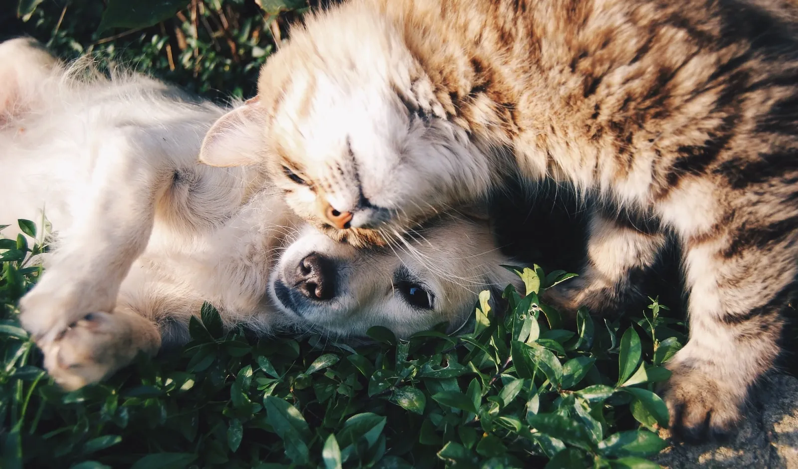 Best Pet Insurance for Multiple Pets (2026 Guide) 14 Cat and dog cuddling — multi-pet household insurance