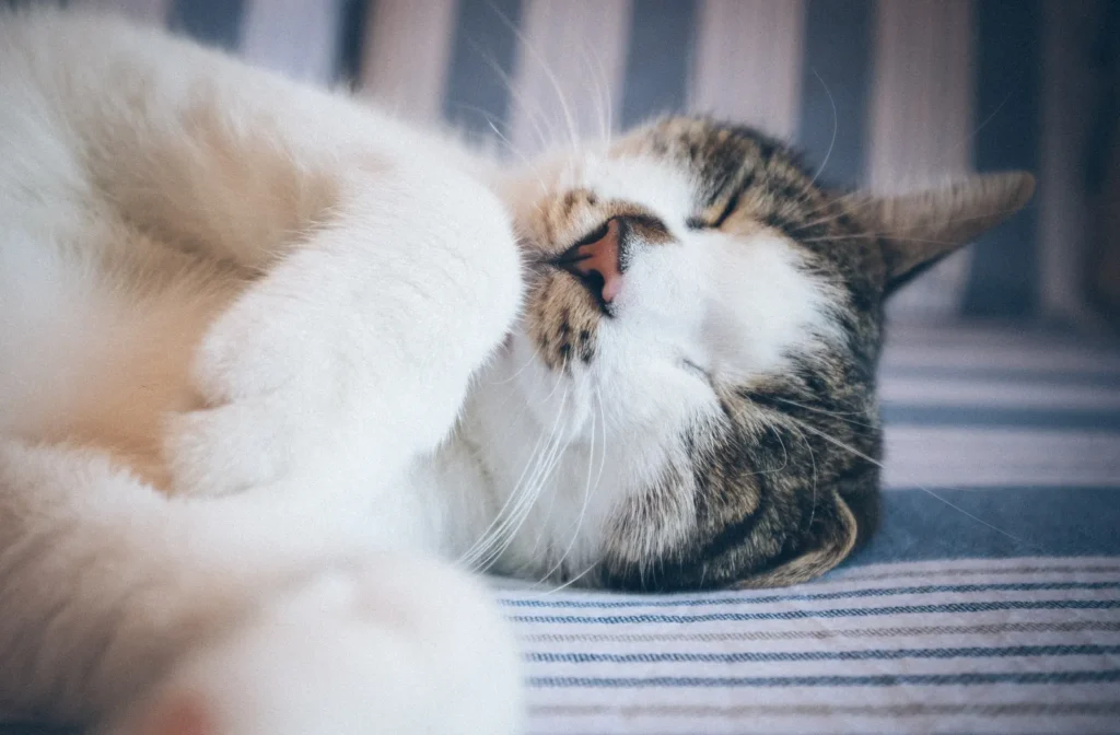 Why Do Cats Sleep So Much? 15 Astonishing Facts About Cat Sleeping Habits, Positions & Patterns Explained 12 Sleeping cat twitching — cats dream just like we do