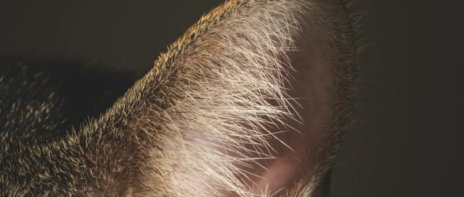 Close-up of cat ears — 5 cool facts about cat ears