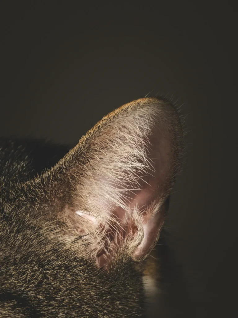 Close-up of cat ears — 5 cool facts about cat ears