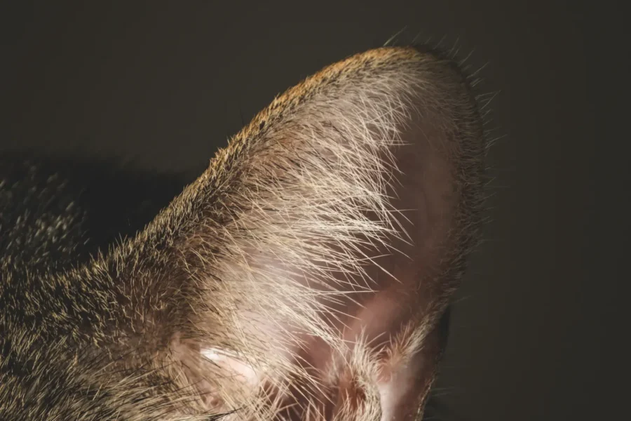 Close-up of cat ears — 5 cool facts about cat ears