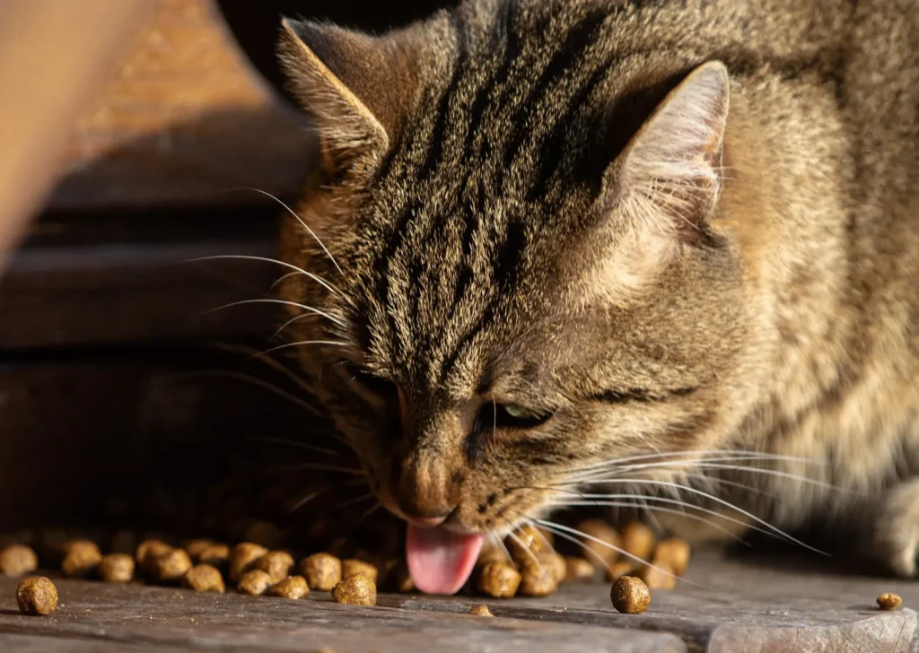 Why Does My Cat Scratch the Floor After Eating? 7 Possible Reasons 12 Cat eating from its bowl — why cats scratch the floor after eating