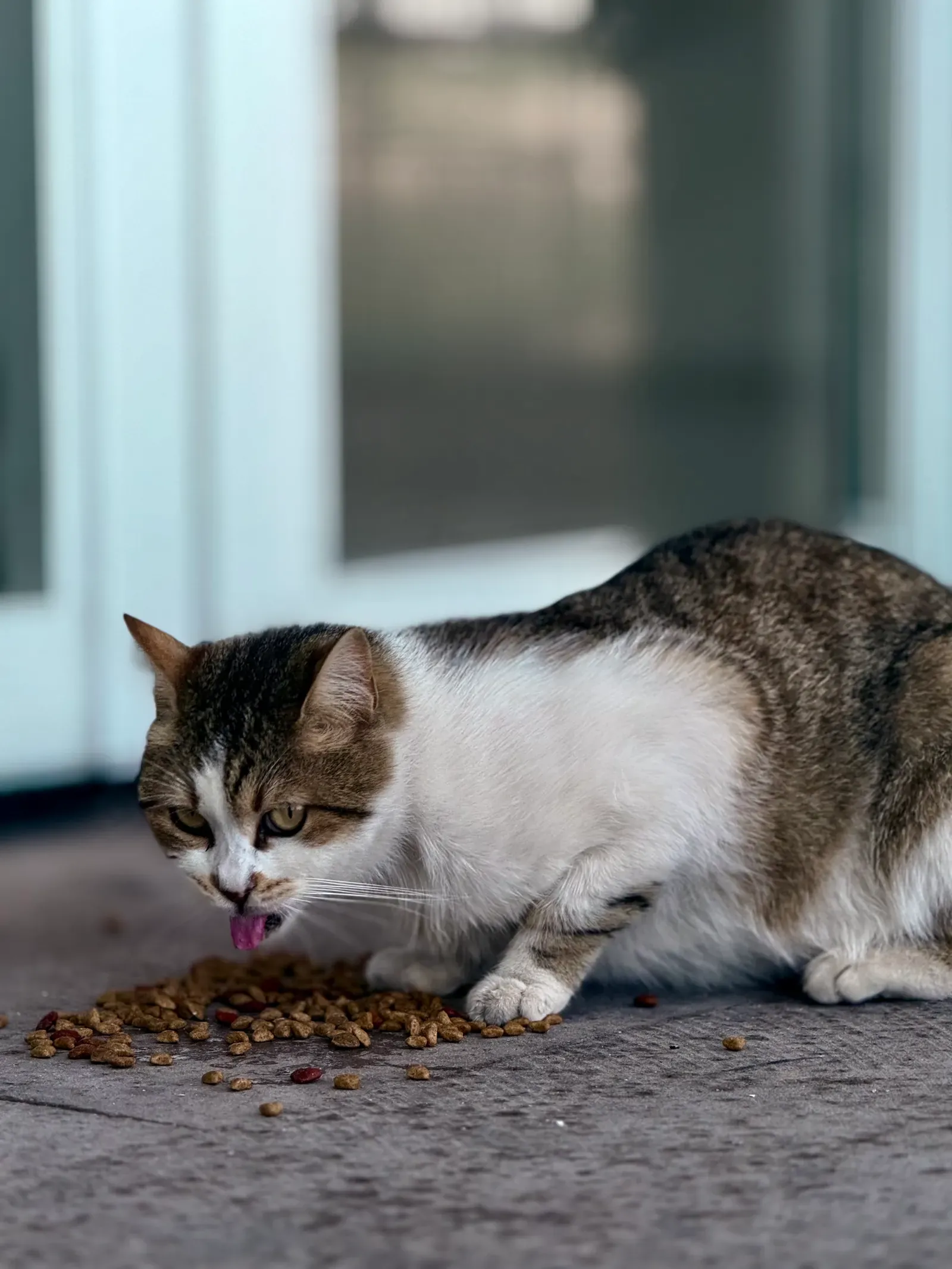 Homemade Cat Food: What's Safe and What's Not 12 Cat eating its food