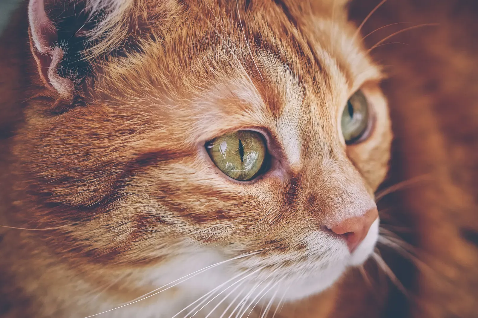 Cat Sneezing: When to Worry (and When It's Normal) 12 Close-up of a cat's face