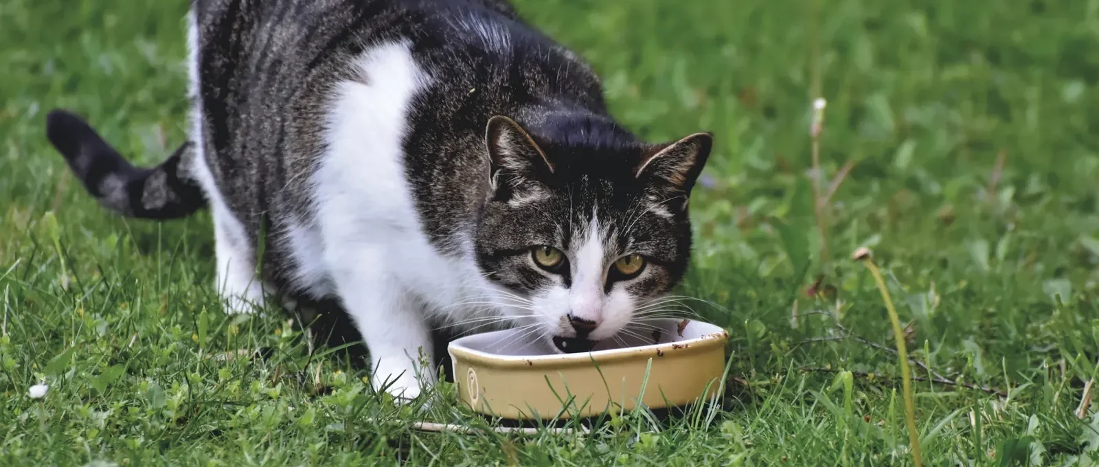 Cat eating from a feeder — automatic vs gravity cat feeder