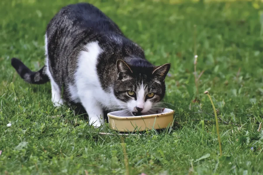 Cat eating from a feeder — automatic vs gravity cat feeder