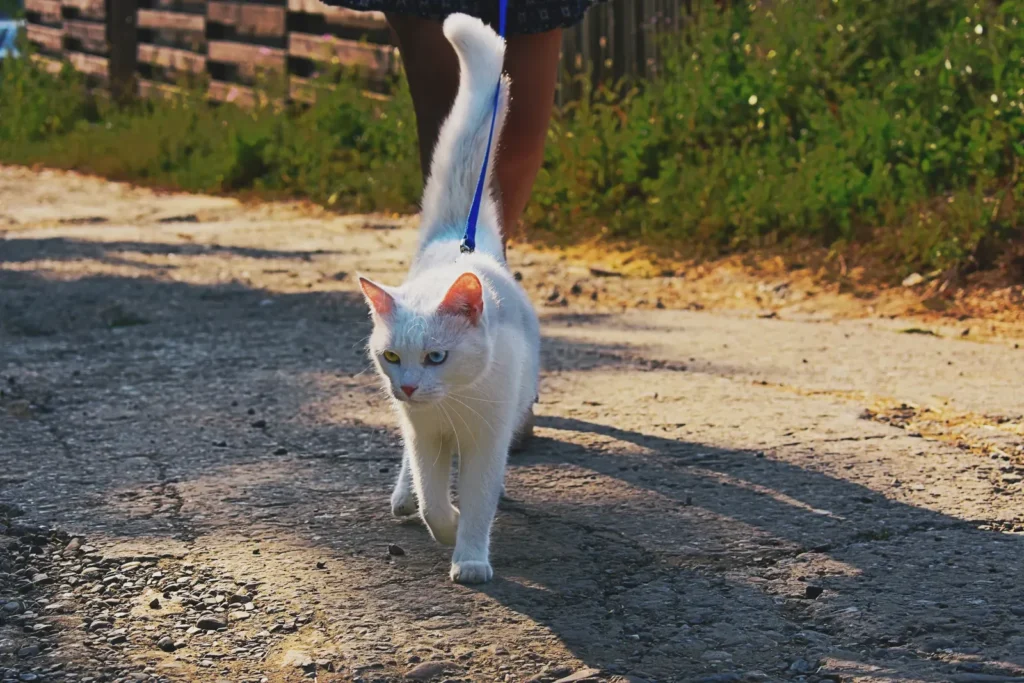 7 Surprising and Beautiful Signs Your Cat loves You 13 Cat following its owner — choosing your company