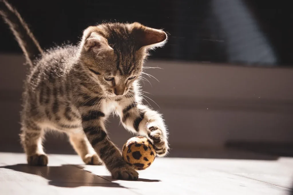 7 Surprising and Beautiful Signs Your Cat loves You 14 Cat with a toy — bringing 'gifts' is a love language
