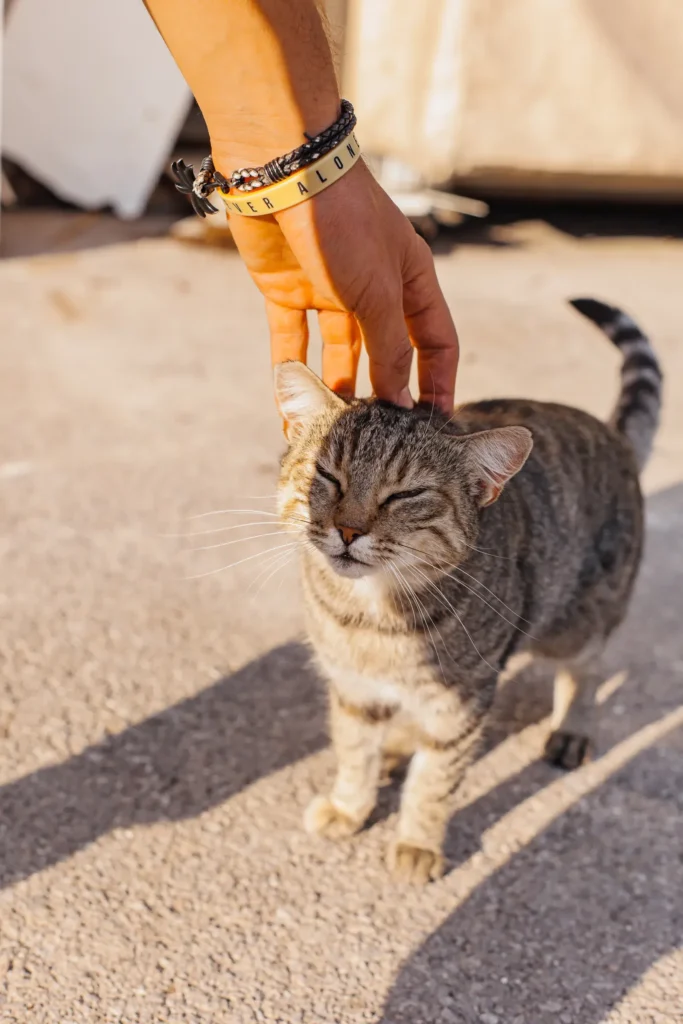 Cat headbutting — scent-marking you as family