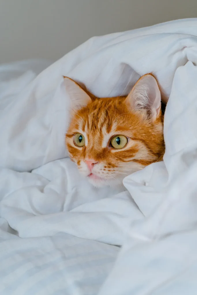 5 Ways To Gain The Trust Of Your Cat Pet 13 Cat hiding — respect their need for safe spaces