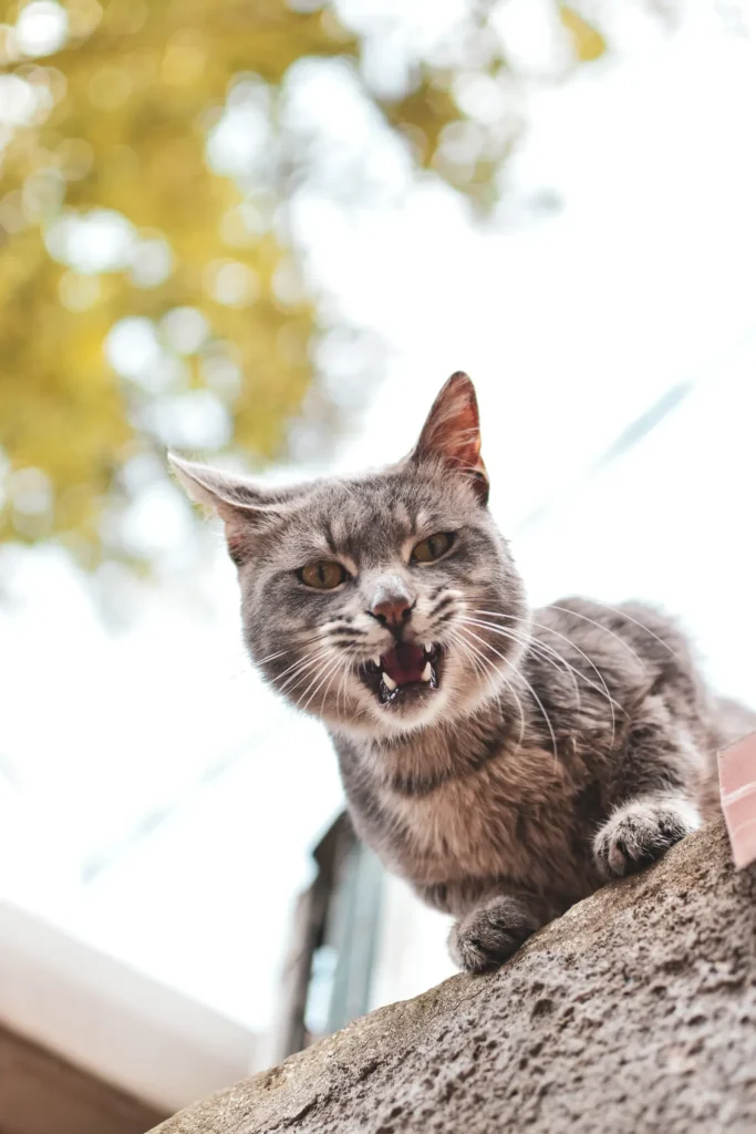 Cat hissing — clear warning to give space