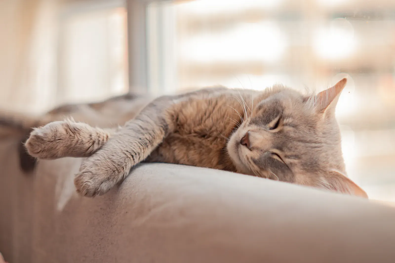 Pet Insurance Waiting Periods: How They Work in 2026 14 Cat resting at home