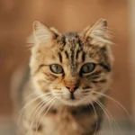 Tabby cat looking at camera — cat insurance typically costs $12–$35 per month