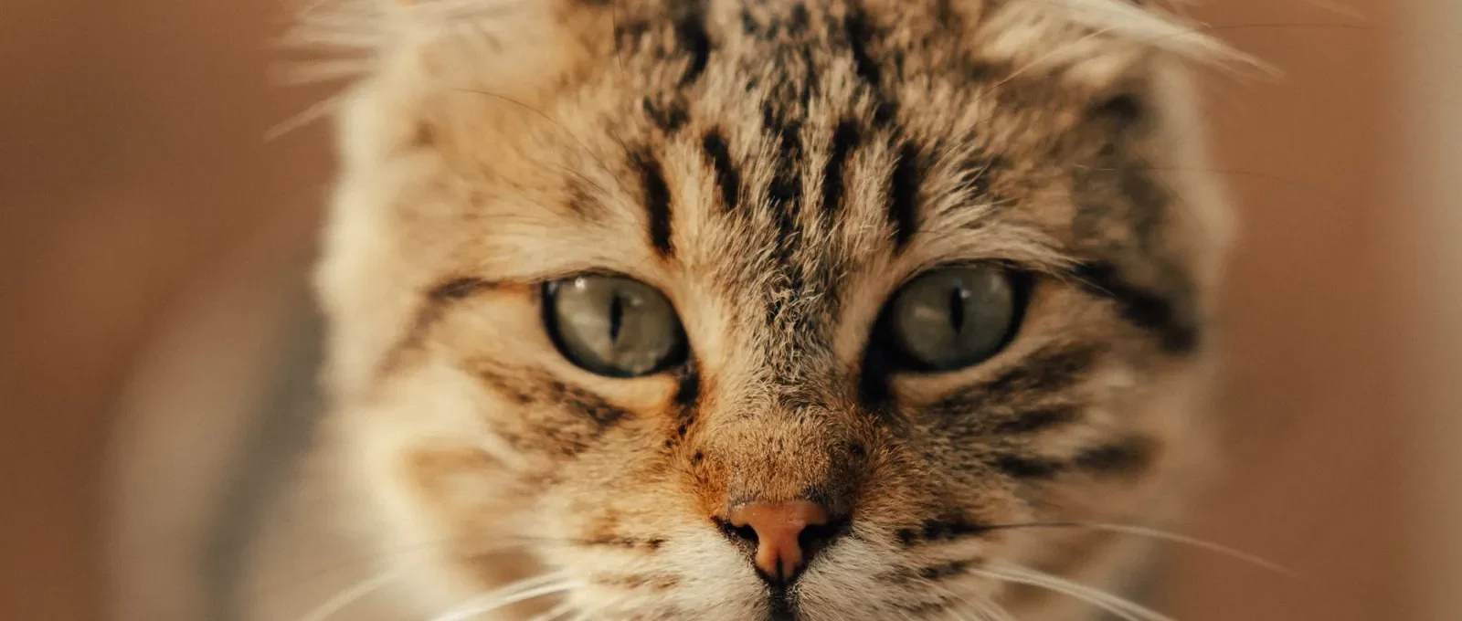 Tabby cat looking at camera — cat insurance typically costs $12–$35 per month