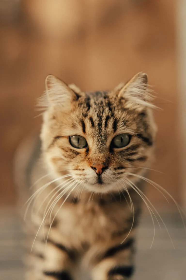 Tabby cat looking at camera — cat insurance typically costs $12–$35 per month