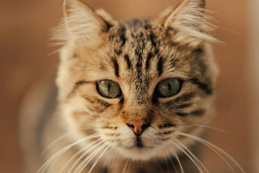 How Much Is Pet Insurance for a Cat? (2026 Costs) 20 Tabby cat looking at camera — cat insurance typically costs $12–$35 per month