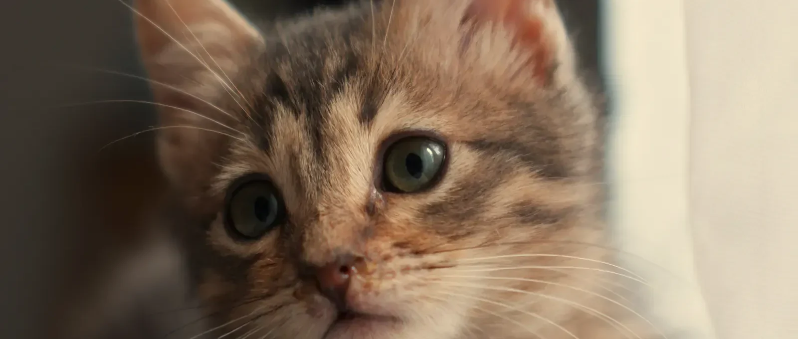 Kitten — the cheapest age to buy cat insurance