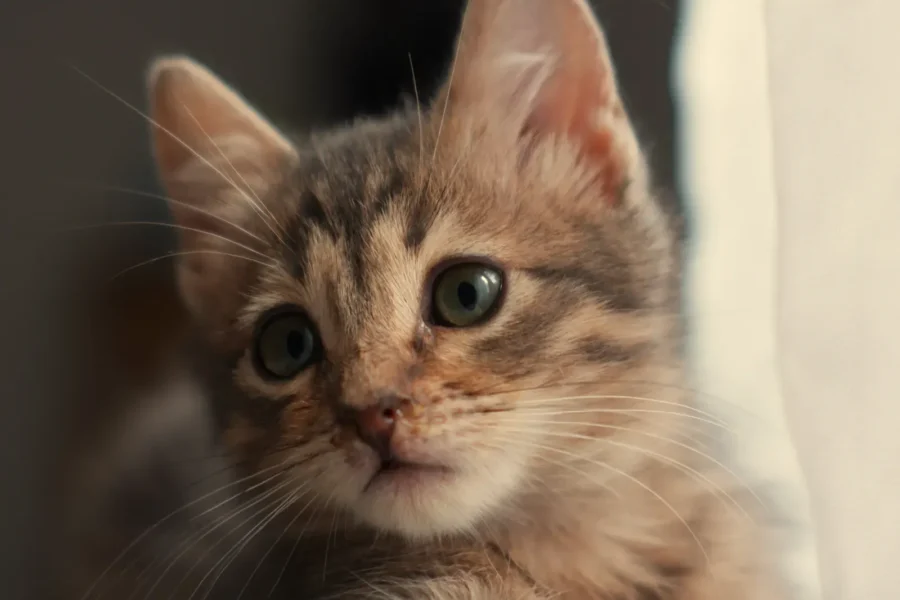 Kitten — the cheapest age to buy cat insurance