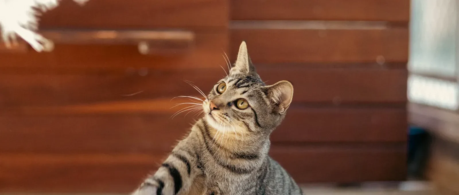 Cat playing with a toy — 5 tips to get your cat more interested