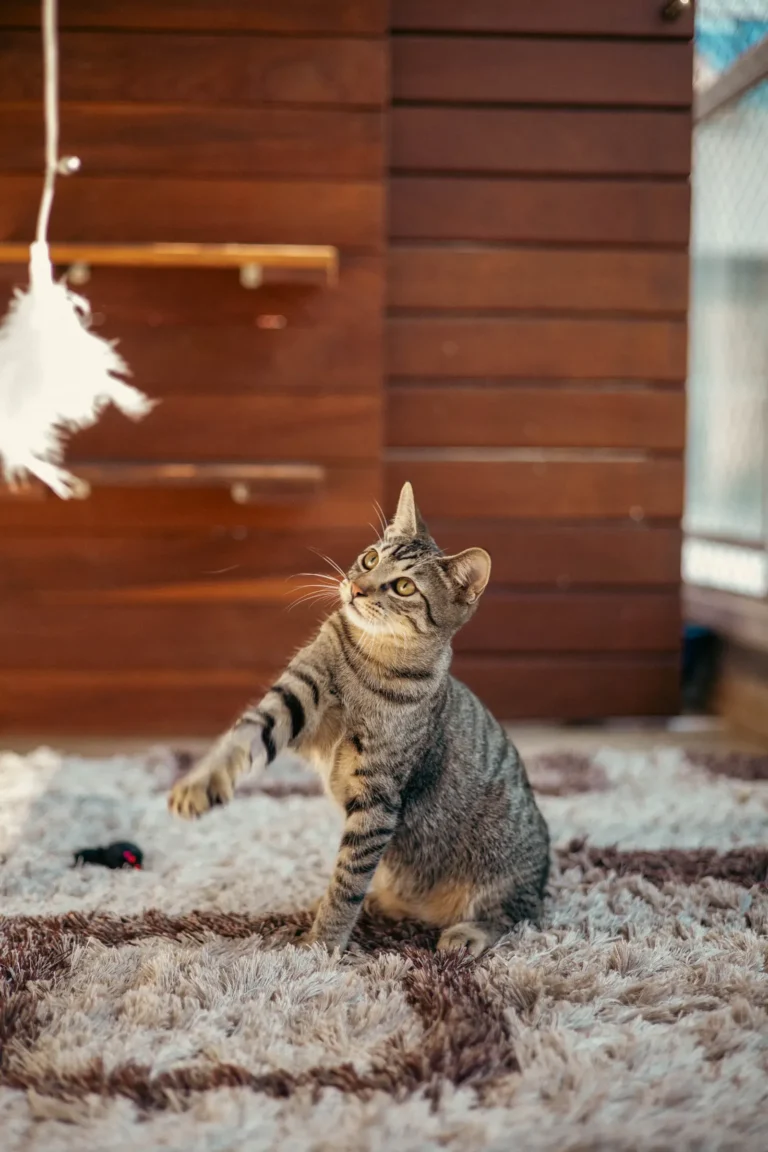 Cat playing with a toy — 5 tips to get your cat more interested