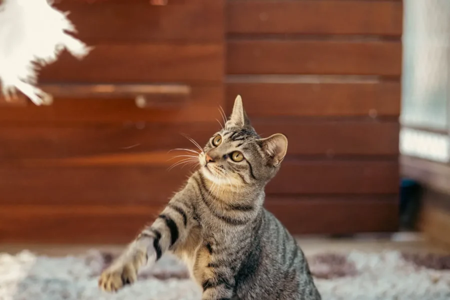 Cat playing with a toy — 5 tips to get your cat more interested