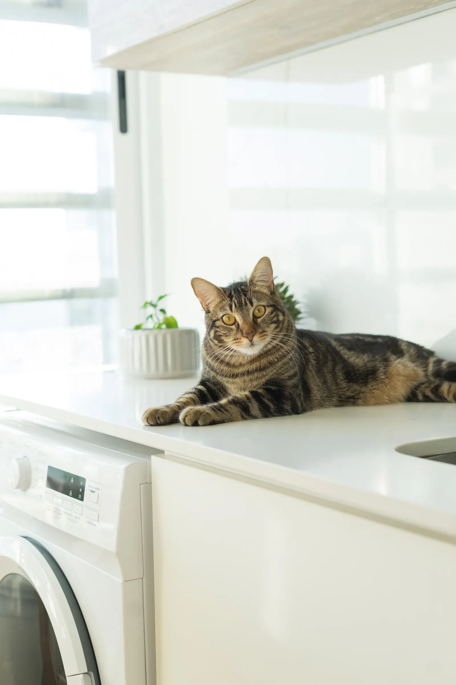 Homemade Cat Food: What's Safe and What's Not 14 Cat waiting in the kitchen