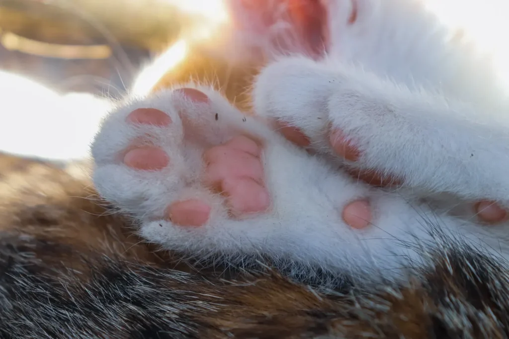 Cat kneading — a sign of contentment