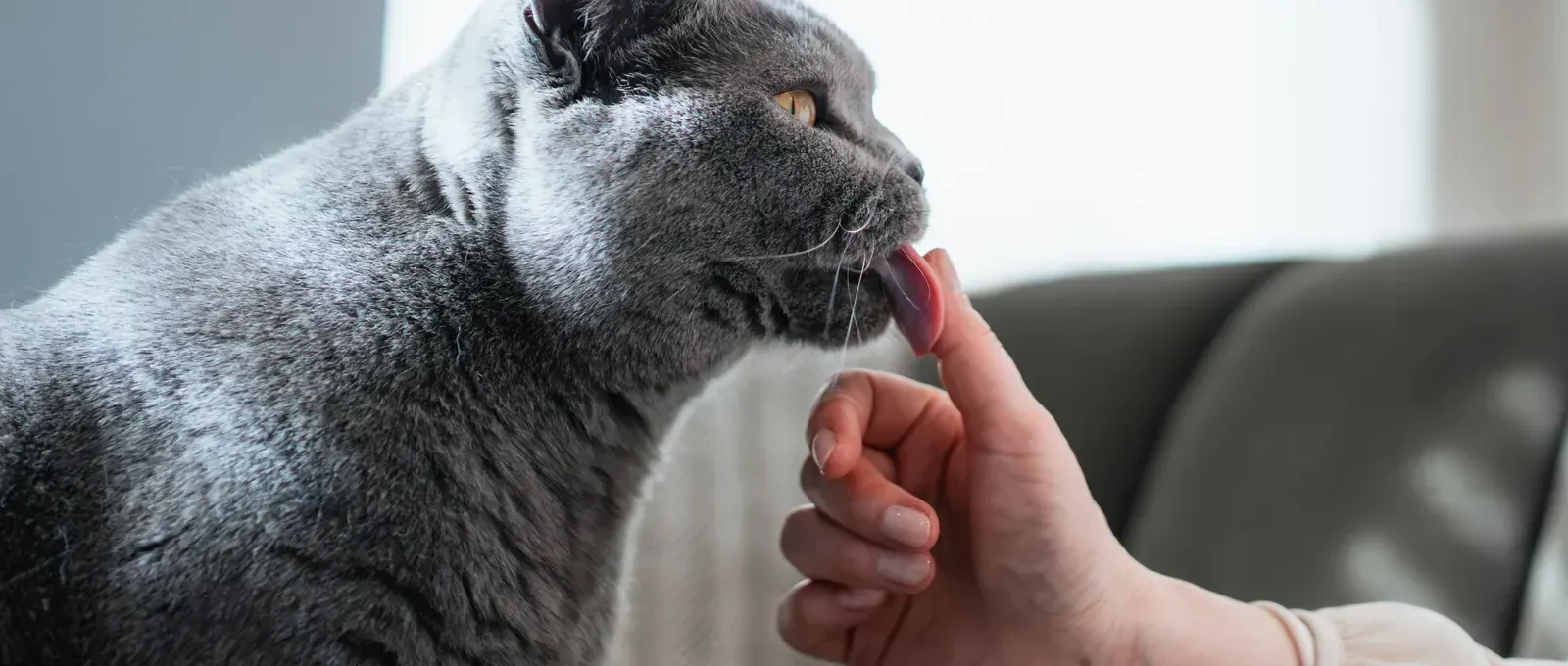 Cat licking its owner's hand — 5 strange reasons your cat licks you