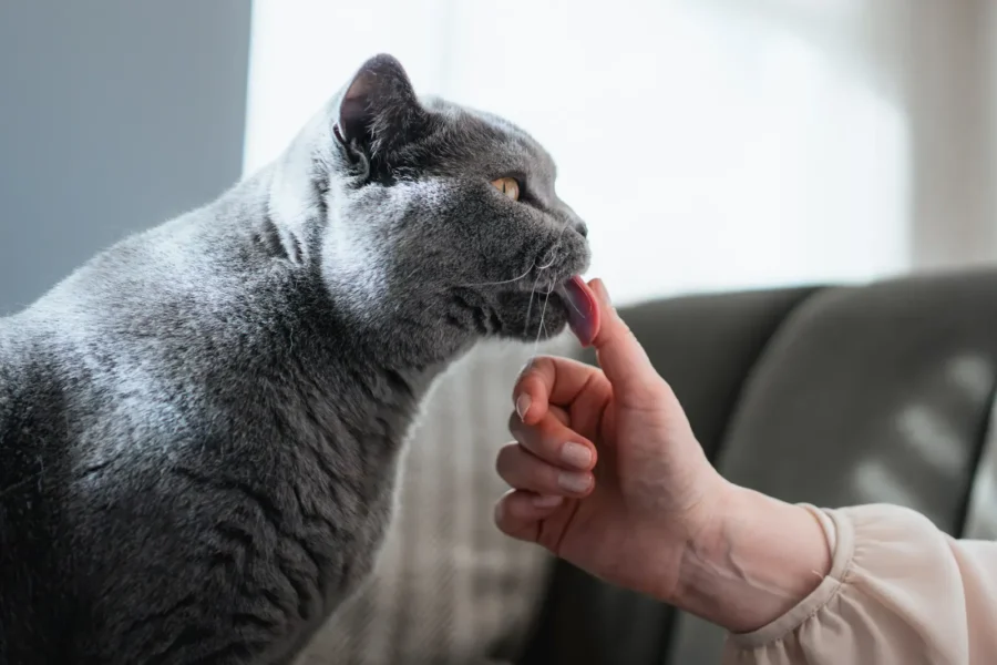 Cat licking its owner's hand — 5 strange reasons your cat licks you