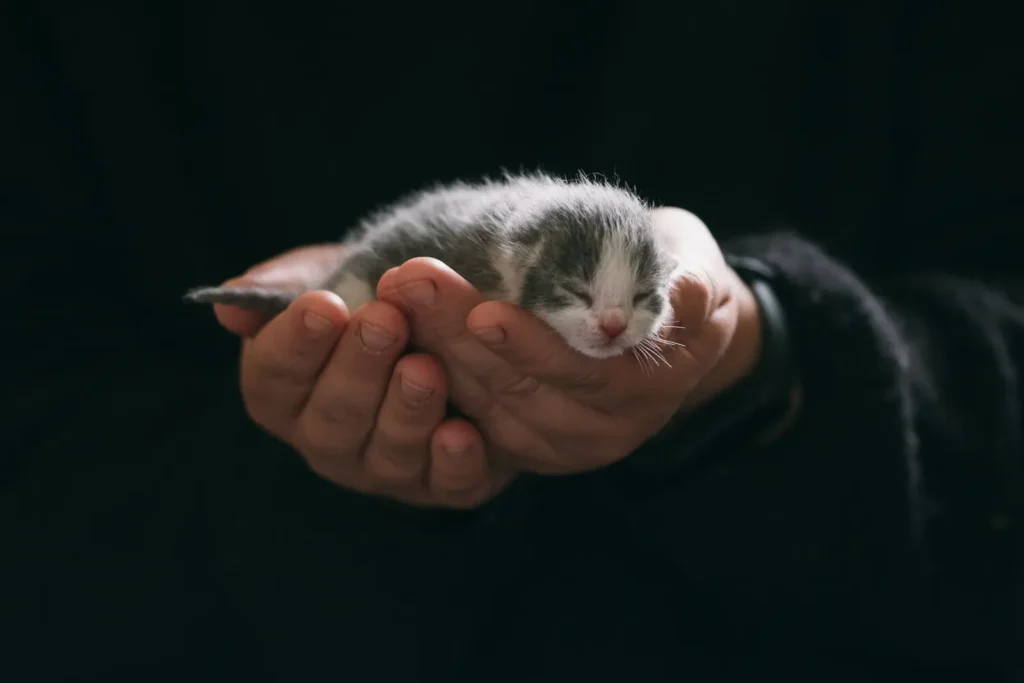 Top 5 Tips on How to Introduce Cats in a Safe Way To Newborn Babies 12 Cat cautiously meeting a newborn baby for the first time