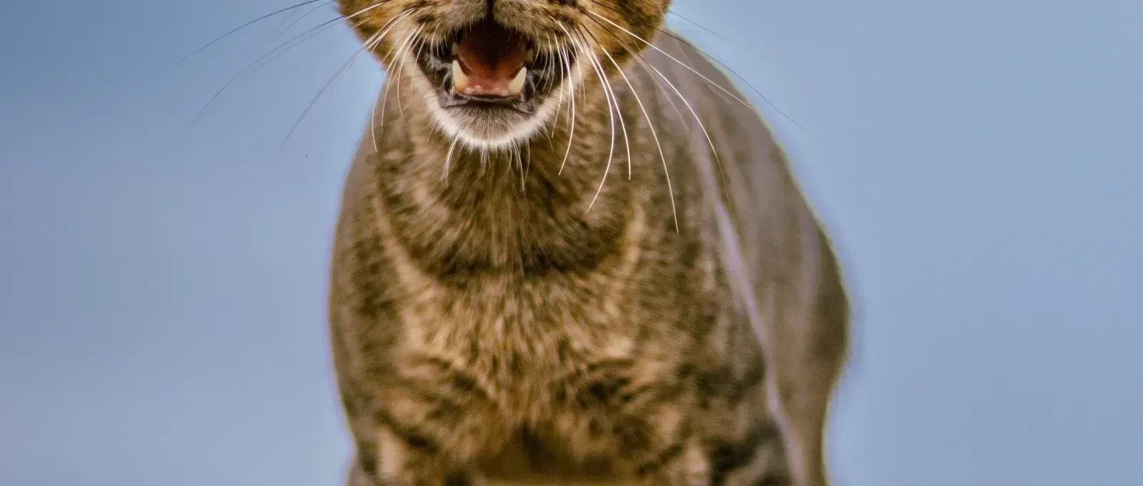 Cat meowing — 5 weird cat sounds and what they mean