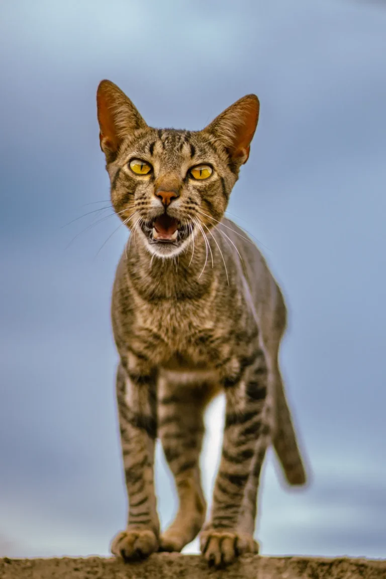 Cat meowing — 5 weird cat sounds and what they mean