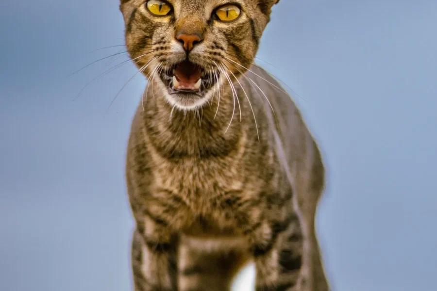 Cat meowing — 5 weird cat sounds and what they mean