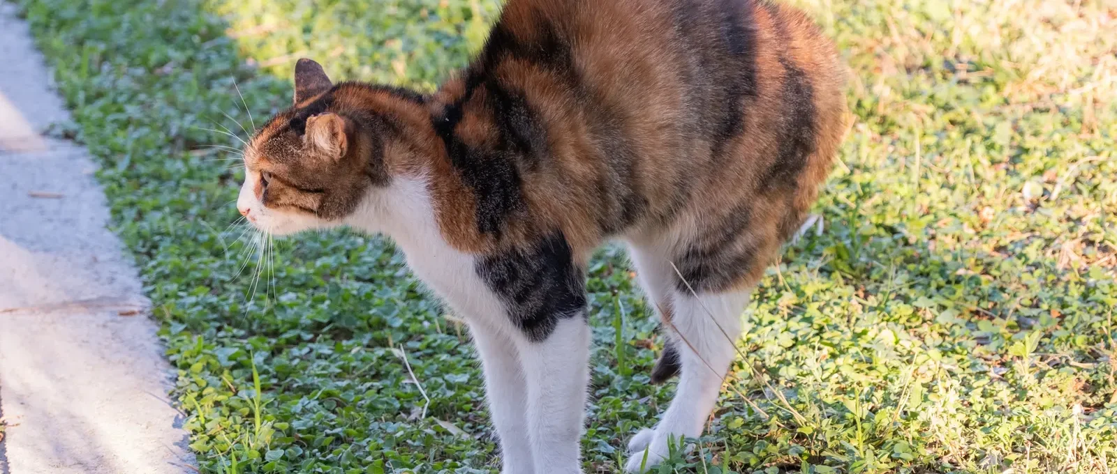Cat with expressive tail — 7 methods to read your cat's mood