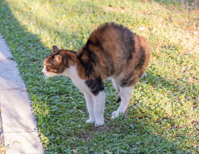 Cat with expressive tail — 7 methods to read your cat's mood