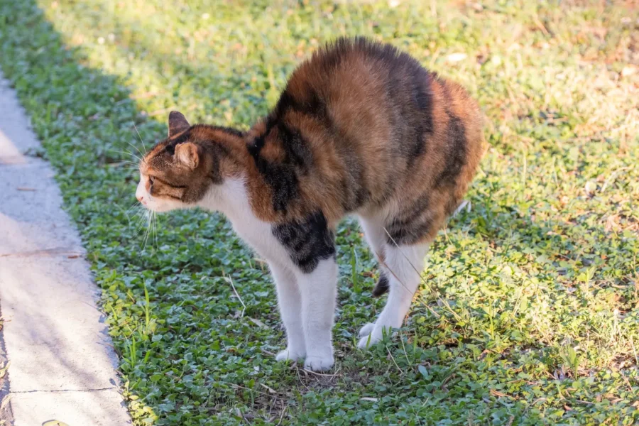 Cat with expressive tail — 7 methods to read your cat's mood
