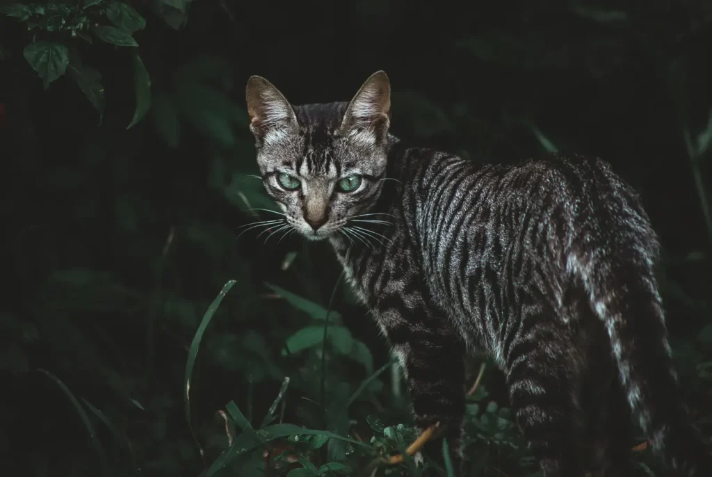 5 Amazing Facts About The Sleep Habits of Your Cat 14 Cat active at night — crepuscular by nature