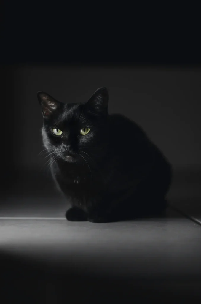 Cat in low light — whiskers help cats navigate darkness