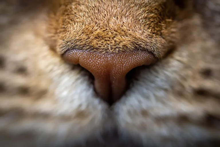 Close-up of a cat's nose — 5 amazing facts about feline smell