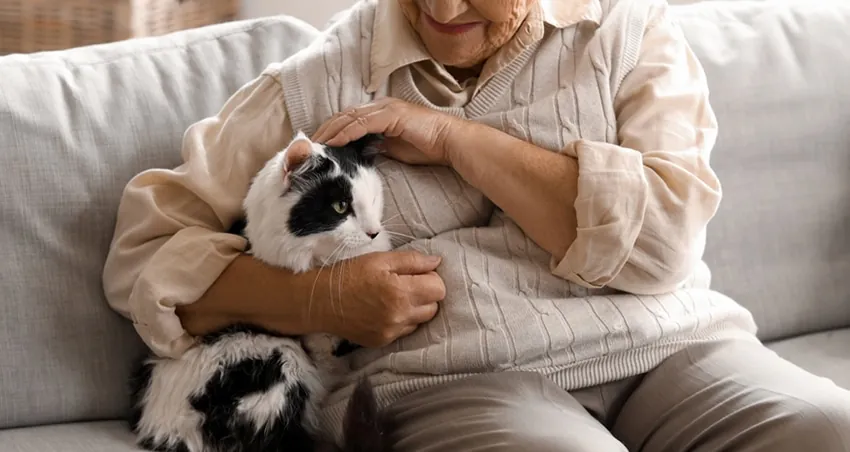 Pet Insurance for Cats With Chronic Conditions (2026) 14 Cat owner caring for a senior cat with a chronic condition at home