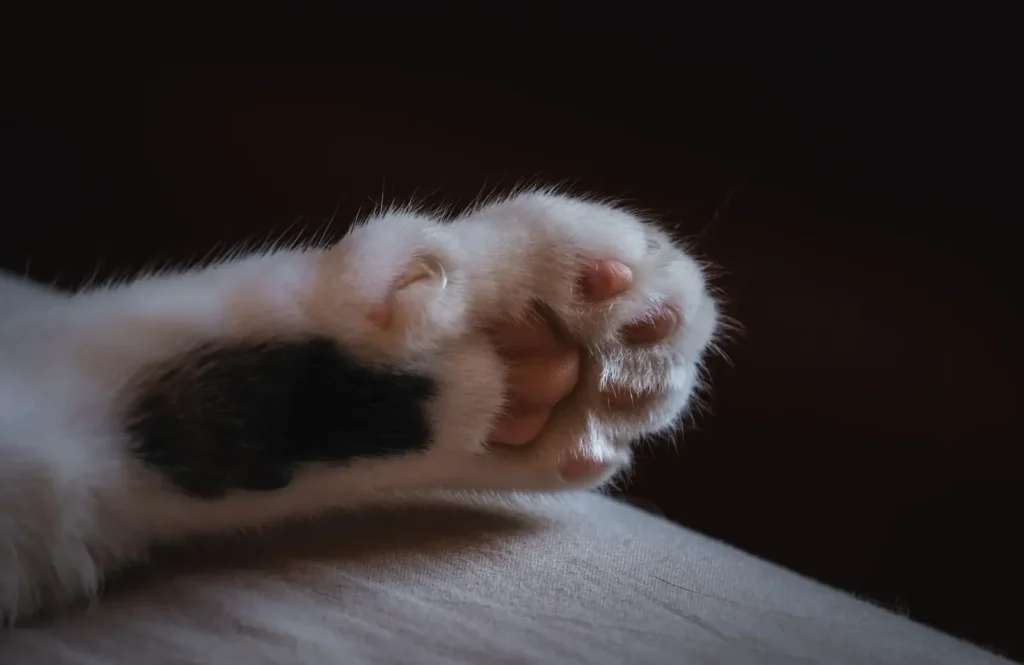 Why Does My Cat Scratch the Floor After Eating? 7 Possible Reasons 13 Cat's paw — instinctive food-burying behavior in cats
