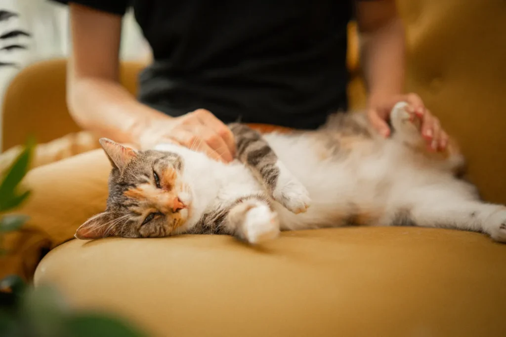 7 Surprising and Beautiful Signs Your Cat loves You 12 Cat purring on a lap — the sound of feline contentment