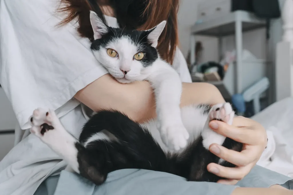 Cat purring contentedly on its owner's lap