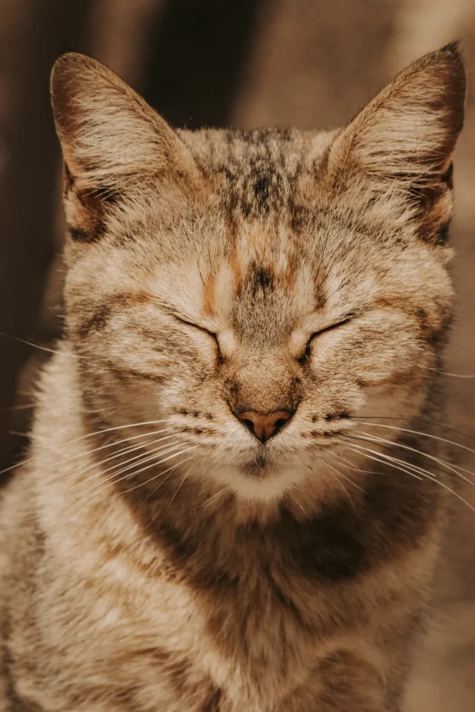 Cat purring — more than just happiness